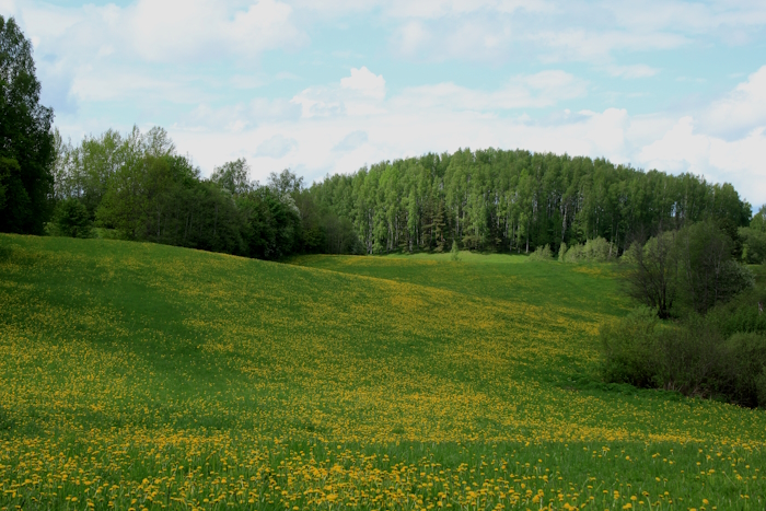 võililledest kollendav künklik maastik heinamaa ja taga metsatukaga
