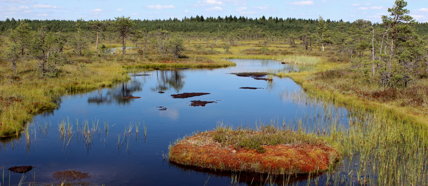 Летний ландшафт верхового болота с окрашенными в яркие цвета озерками и мочажинами.