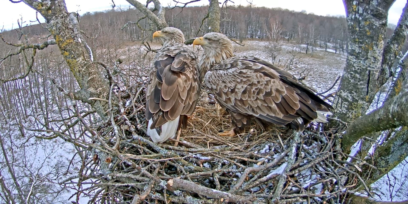 white-tailed eagles