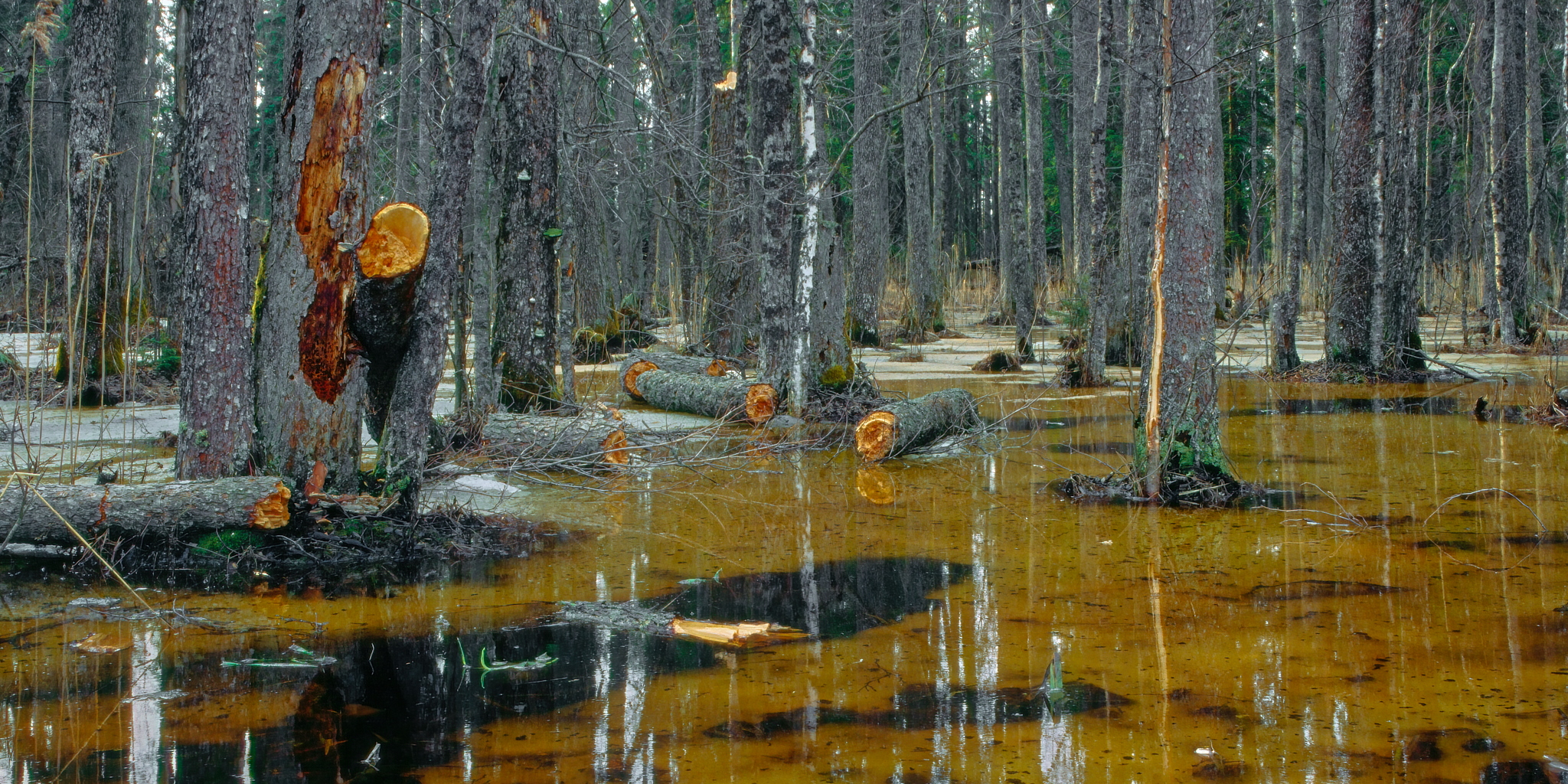 Kevadine lodu Salupeaksi servas