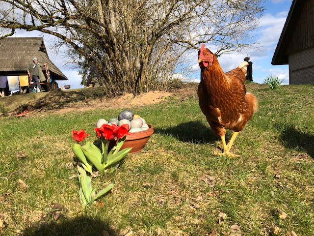 Punane tulp, värvitud munad ja kana