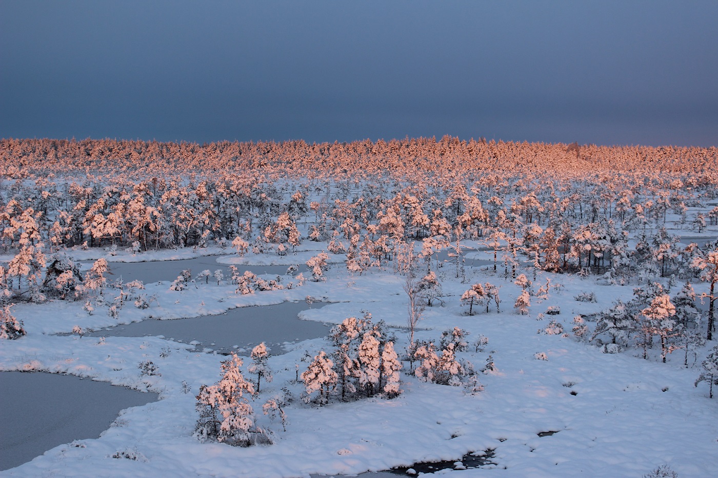 Männikjärve bog is covered with snow, also bog pools are all white