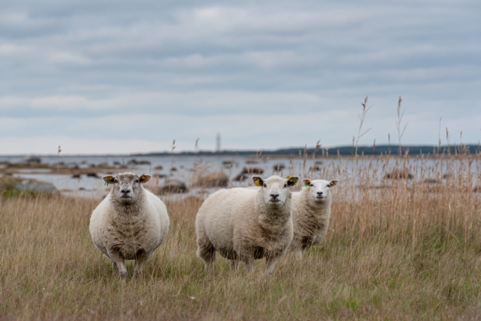 Kolm lammast seisavad niidul ja vaatavad uudishimulikult kaamera suunas. Taustal meri