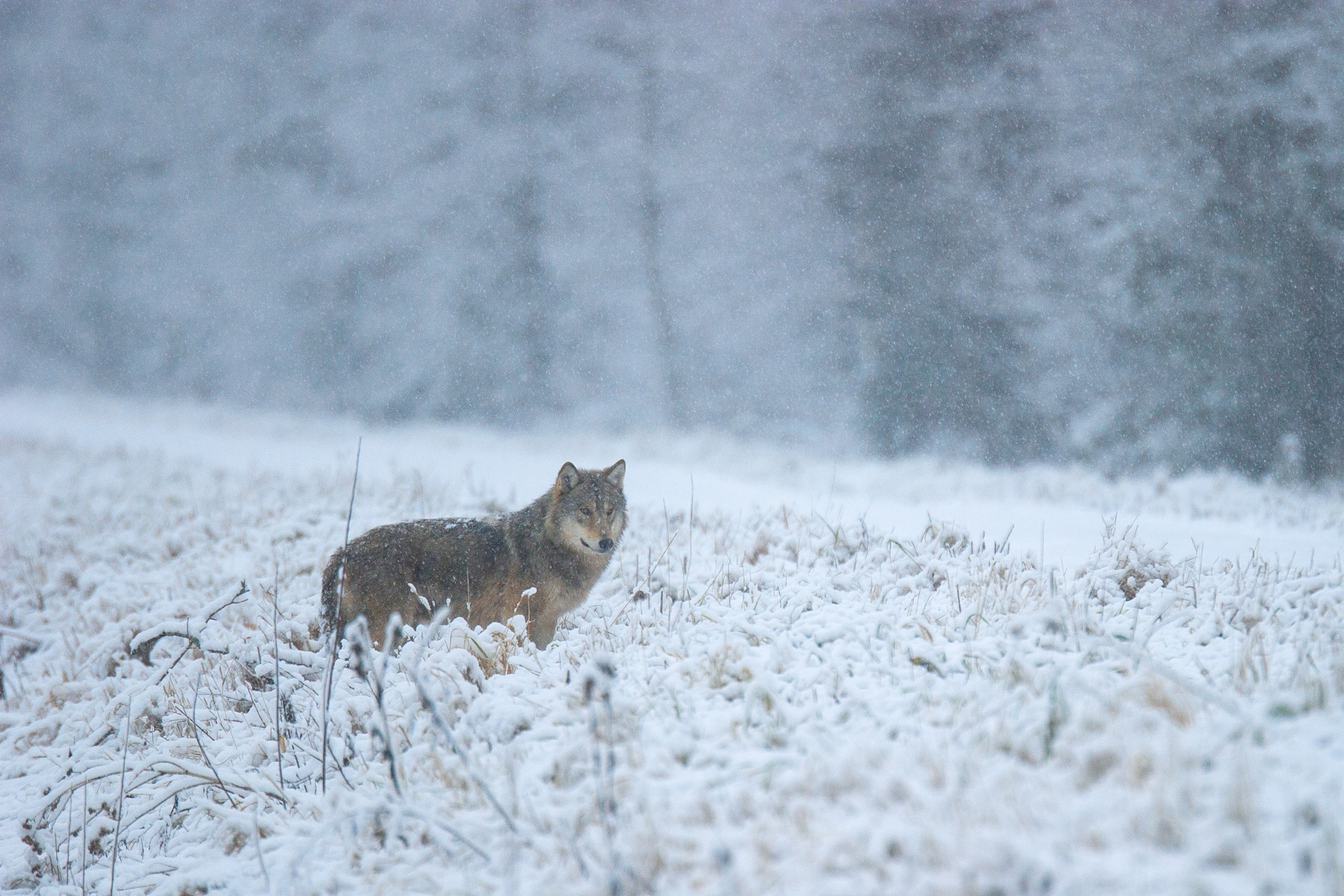 Wolf, Alam-Pedja Nature Reserve. Sven Začek