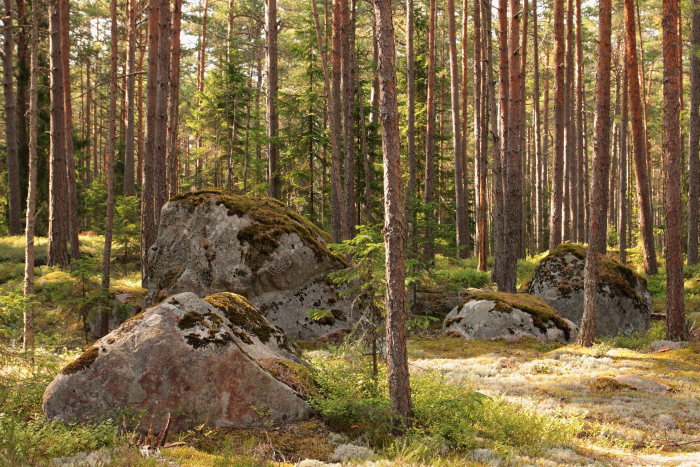 Kivikülv metsas. Foto: Riina Kotter