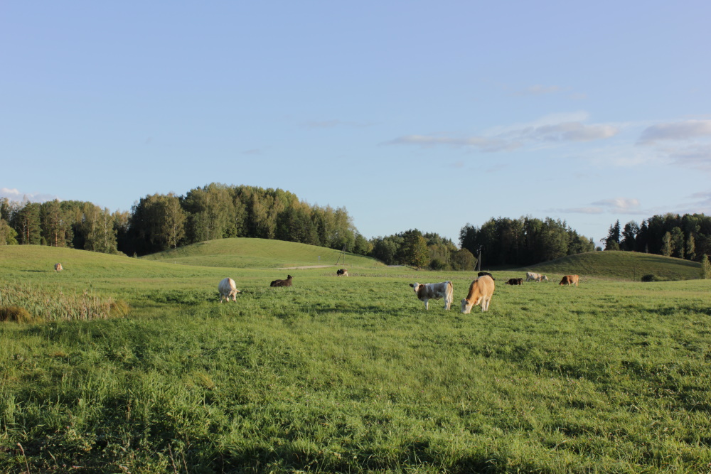 Karula kuplilist maastikku hooldavad suvel lehmad, seetõttu on vaated niitudele siin kenasti avatud 
