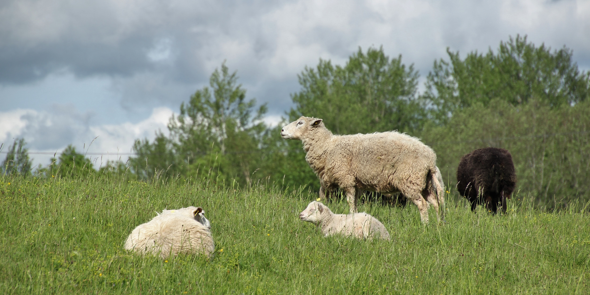 lambad seisavad heinamaal