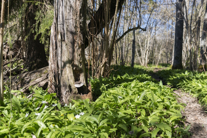 Pildil on karulaugu kasvukoht.