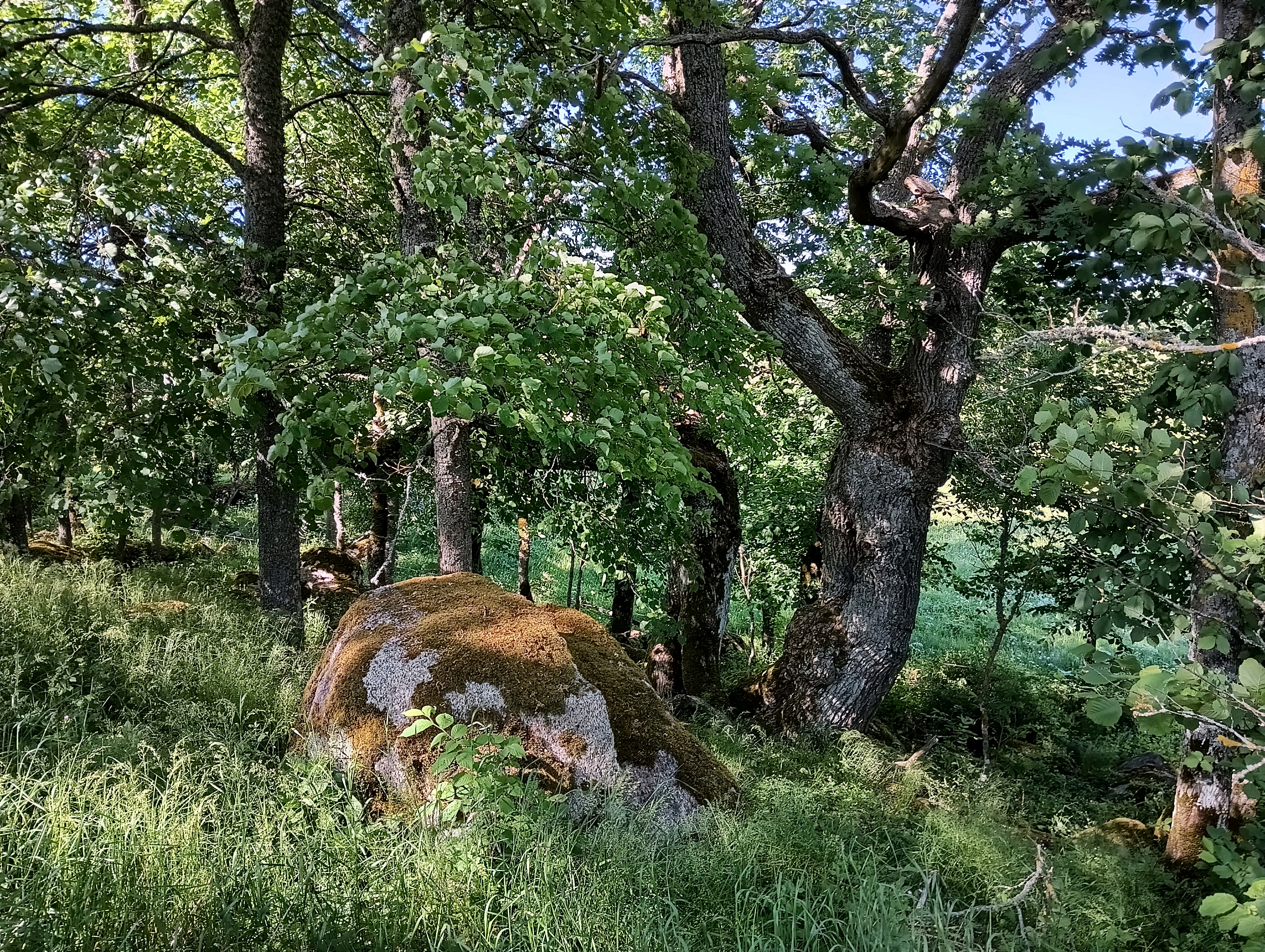 Põlistammed Porimäel