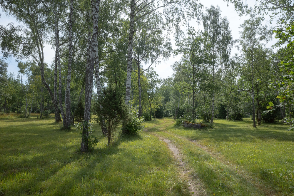 Kahe sõidujäljega tee läheb suvisel rohelisel niidul puude vahelt