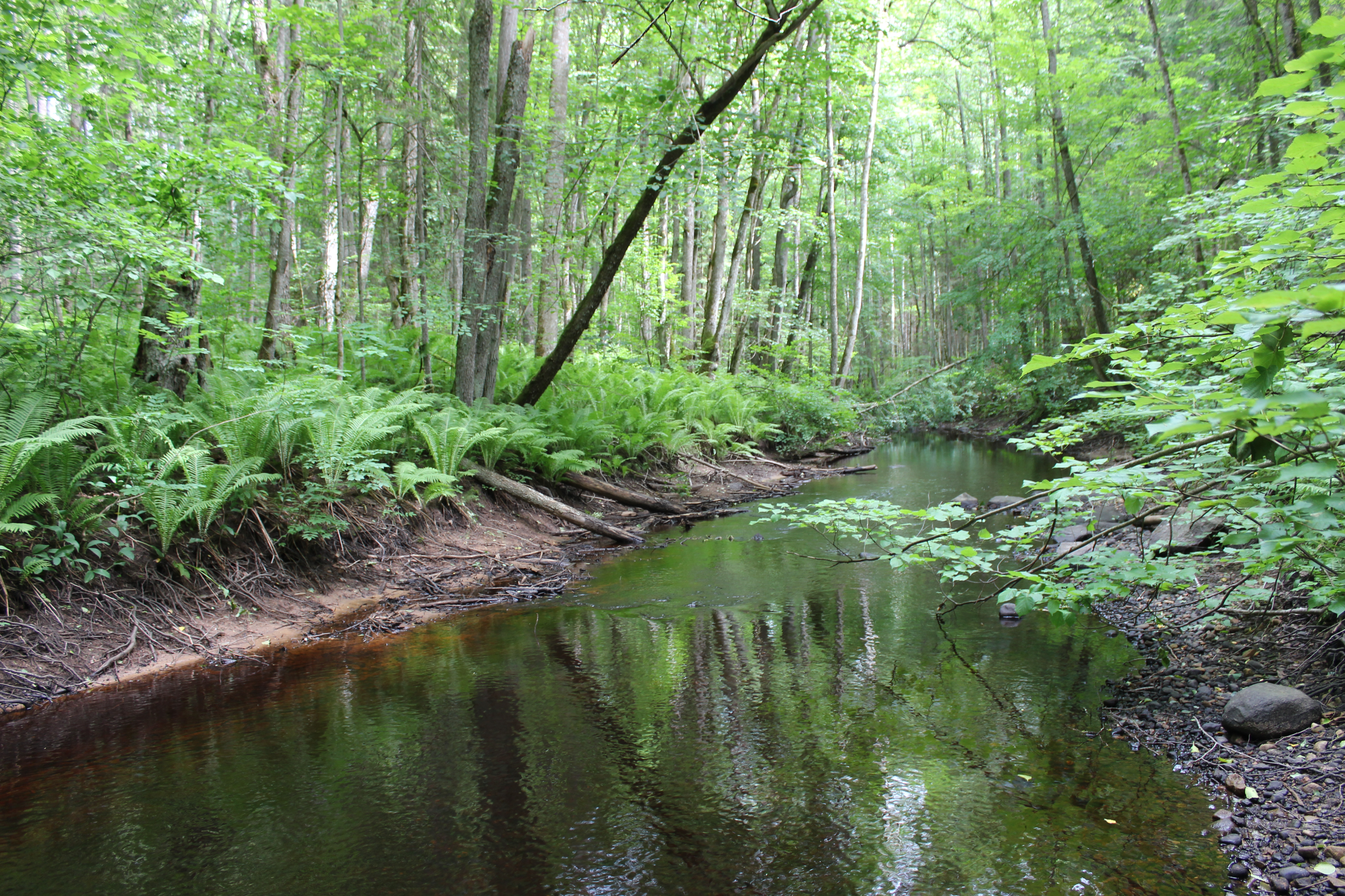 Metsajõgi