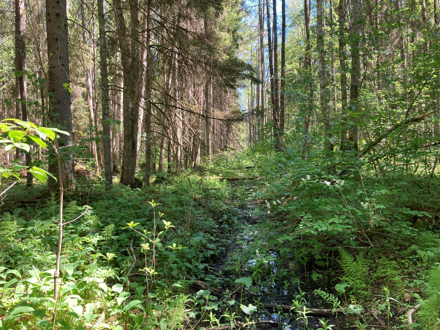 suvine vaade märja pinnasega metsale, keskel on vana kuivenduskraav 