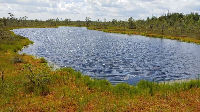 A view of a bog pool in the Ellamaa bog. Unlike bog hollows, where the watery and lower part of the bog surface is covered in peat moss, bog pools are little bodies of free water.