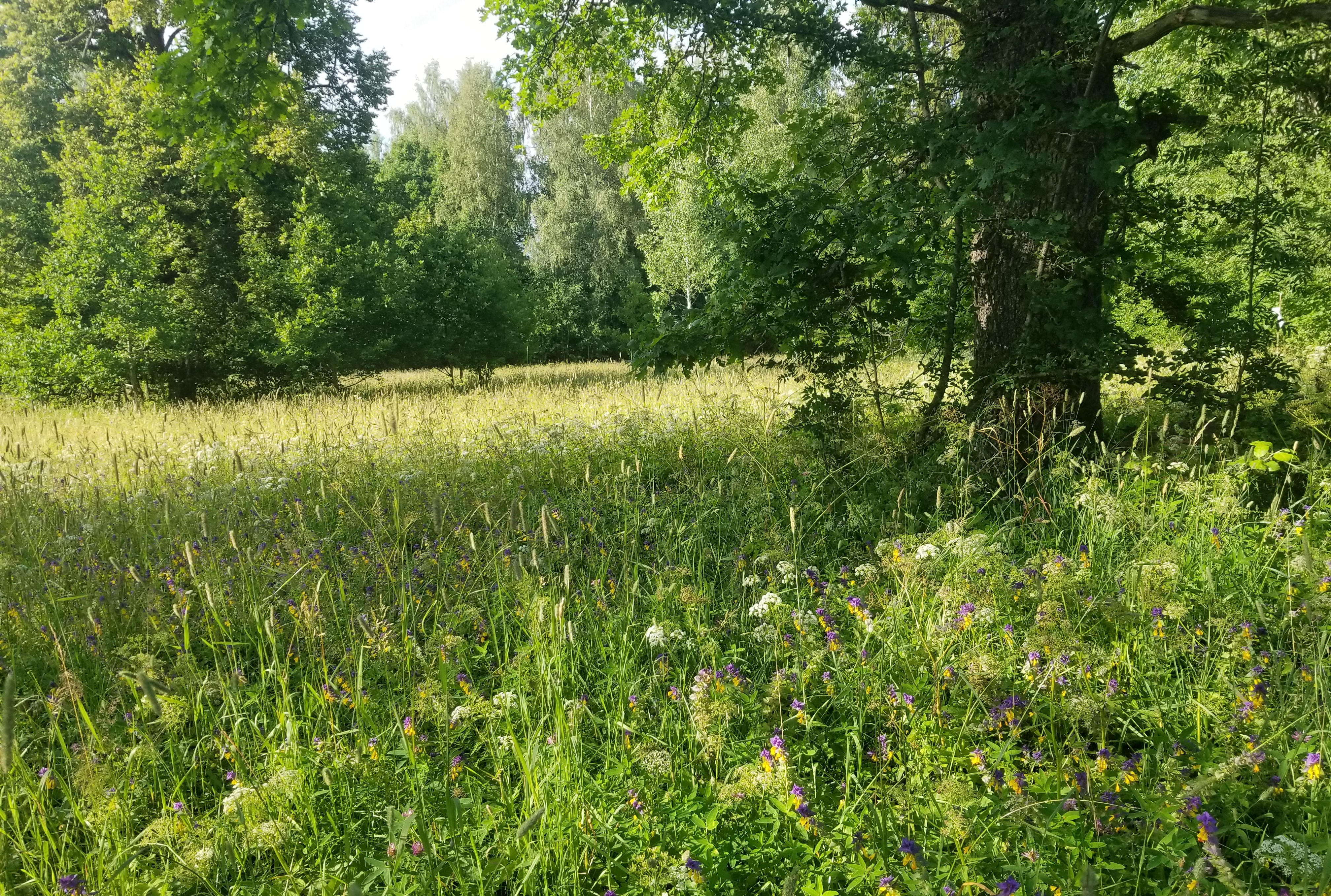 Mäetaguse puisniit