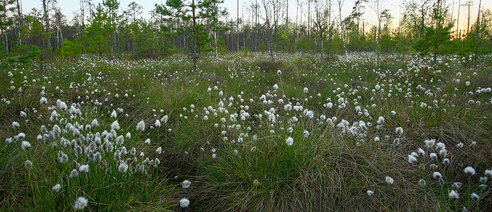soostikuvaade, kus esikohal on valgete seemnetuttidega villpea taimed