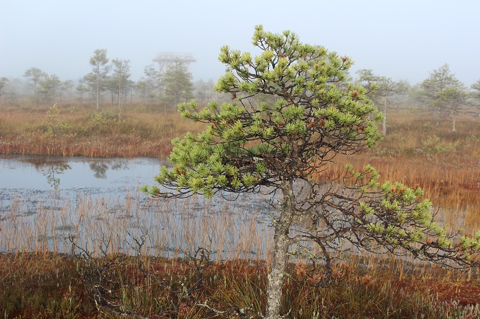 small pines grow in the wet bog