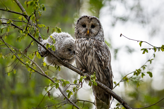 Owl with chick, Jaanus Tanilsoo