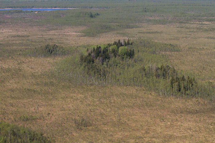 droonilt pildistatud kõrgema metsaga soosaar keset lagedat sood