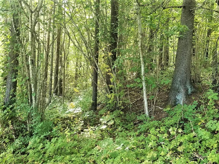 forest on the Iisaku hill