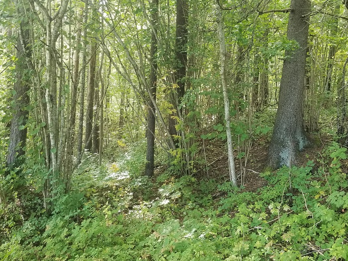 Oosil kasvavas metsas on palju sarapuid.