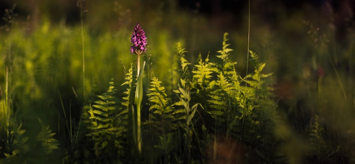 Dactylorhiza incarnata, the early marsh-orchid, is generally growing in wet meadows.