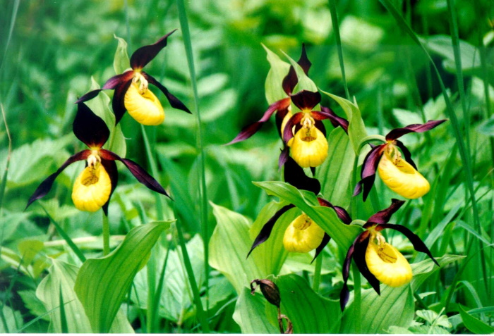 Kaunis kuldking on orhidee, kelle õied nagu kollased kingakesed pruunide paeltega.