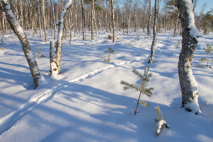 Wolf trail in snowy birch forest