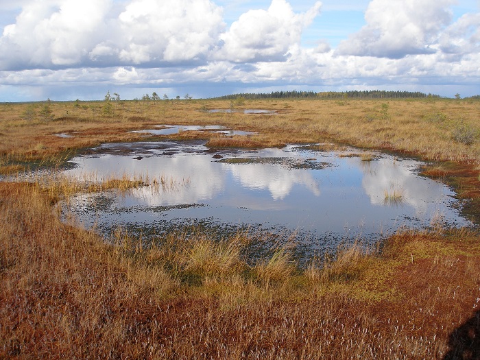 Верхоровое болото Мурака. Фото: Хельди Айя