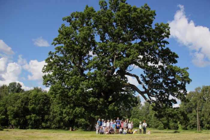Rühm inimesi seisab Eesti kõige jämedama puu juures