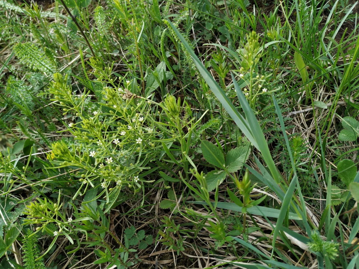 The Thesium ebracteatum bearing little white flowers is a protected species