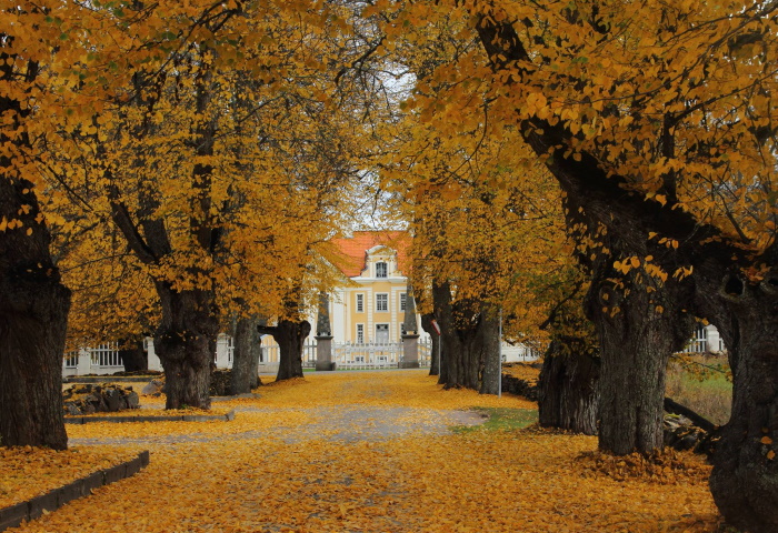 Photo of Palmse manor between golden autumn leaves.