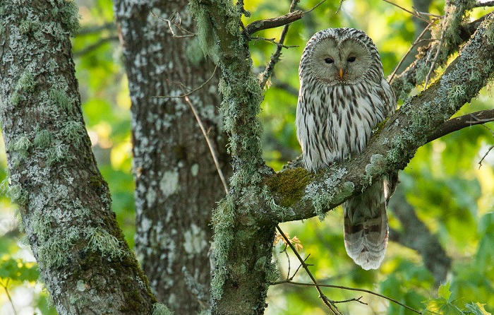 Ural Owl sitting on a branch