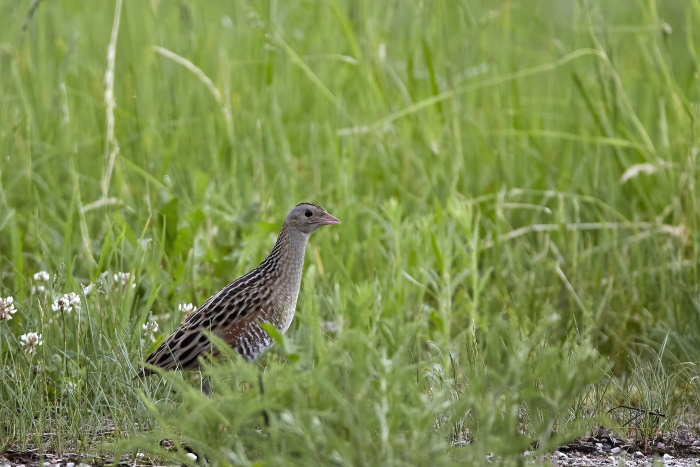 Corn crake depends on open landscapes