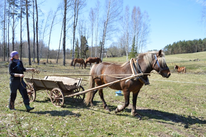 Kevadel laotatakse põllule hobusega sõnnikut