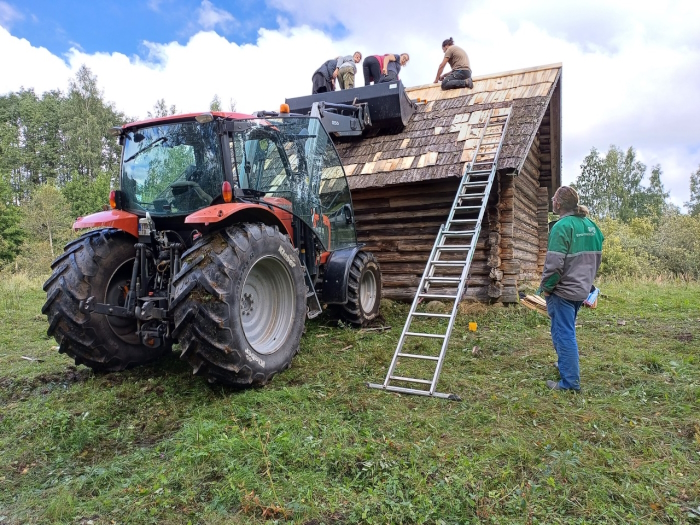 Inimesed parandavad katuseharjal vana küüni laastukatust. Esiplaanil suur punane traktor.