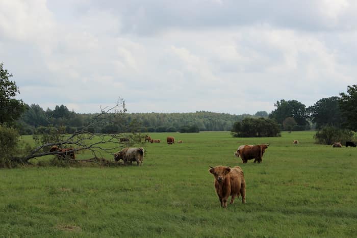 Floodplain Tõramaa