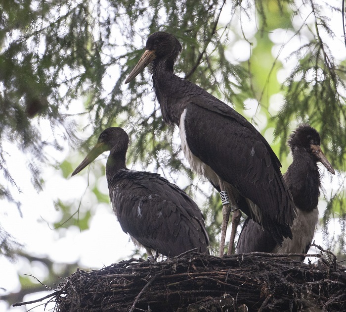 A view of a black stork’s nest from below. Three fledglings are sitting in the nest.