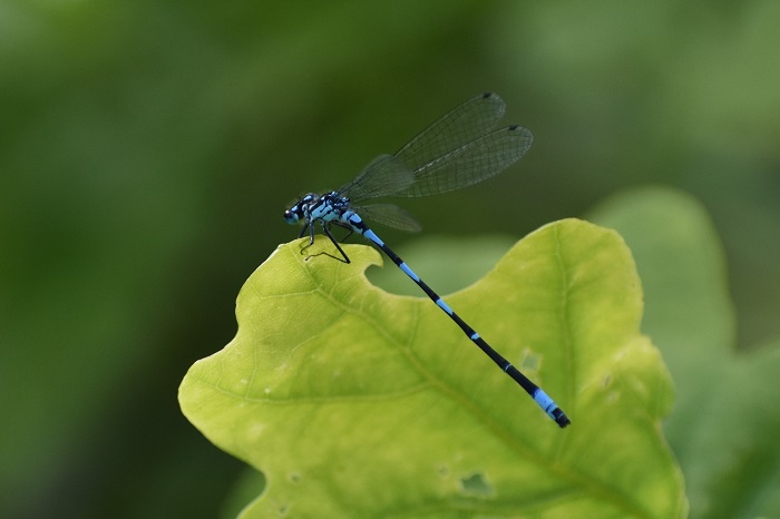 a blue-black striped dragonfly sitting in a green leaf of oaktree