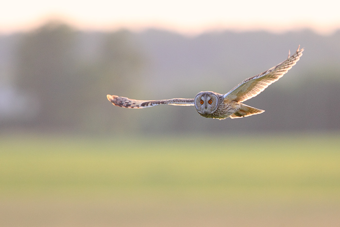 an owl flying above fields