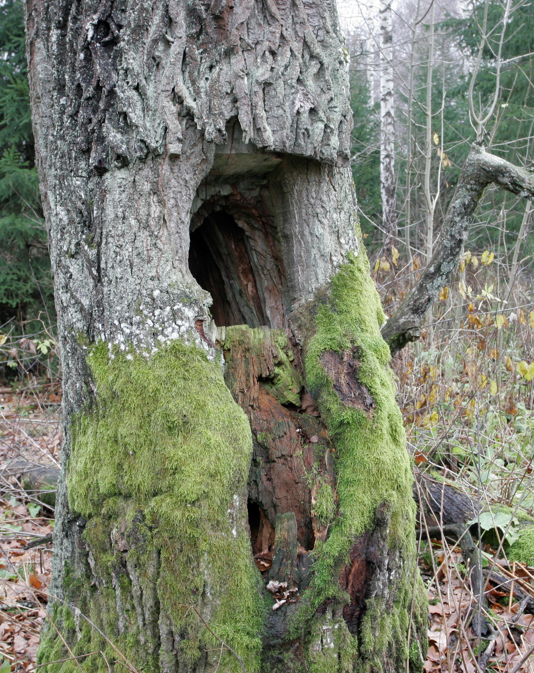 vana mesitaru tammepuu tüves