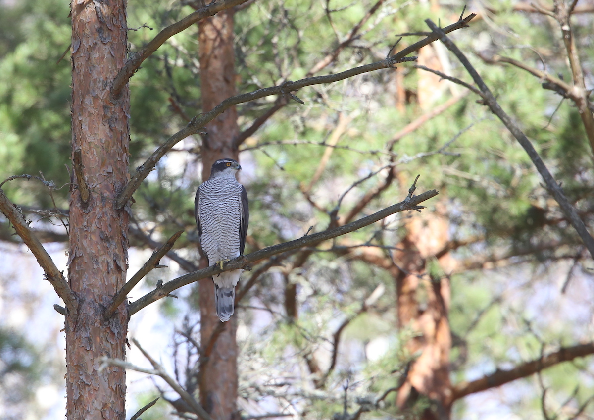 Northern goshawk