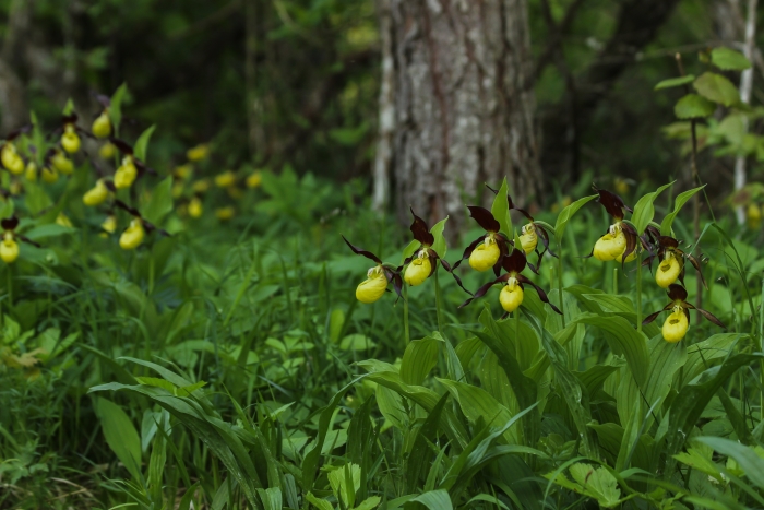 kollase kinga kujulised orhideed puud tasutal