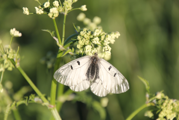 valge mustade täppidega liblikas on väljasirutatud esitiibadega putkeõiel