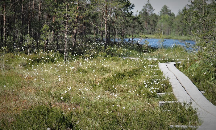 Vaade Mukri matkarajalt järve suunas, kus on suve alguses palju valgeid tuppvillpeade viljunud päid. See valge "villapea" koosneb paljudest seemnetest, mis on pikkade valgete lennukarvadega.