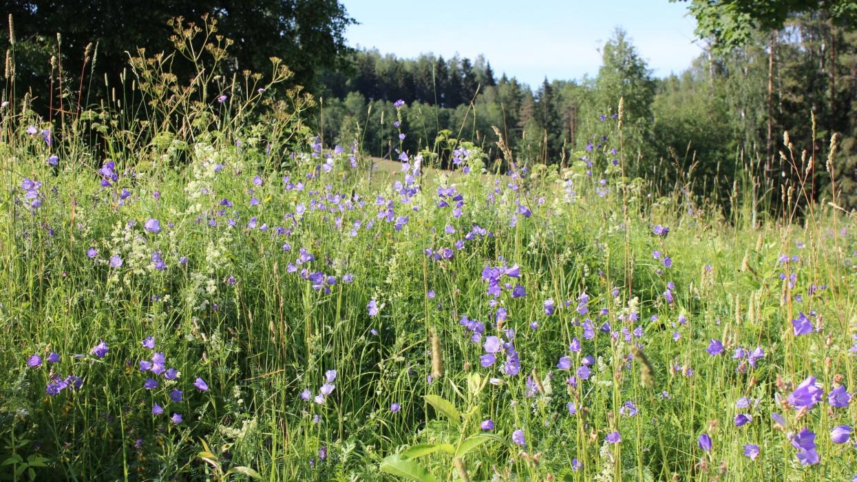 Kellukarohke niit heinamaarjapäeval