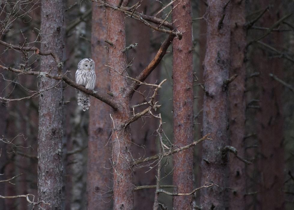 Händkakk Valgeraba servas. Foto: Tiit Jürisson