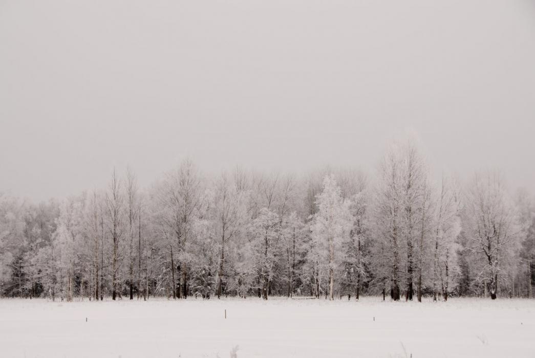 Tõramaa puudesalu