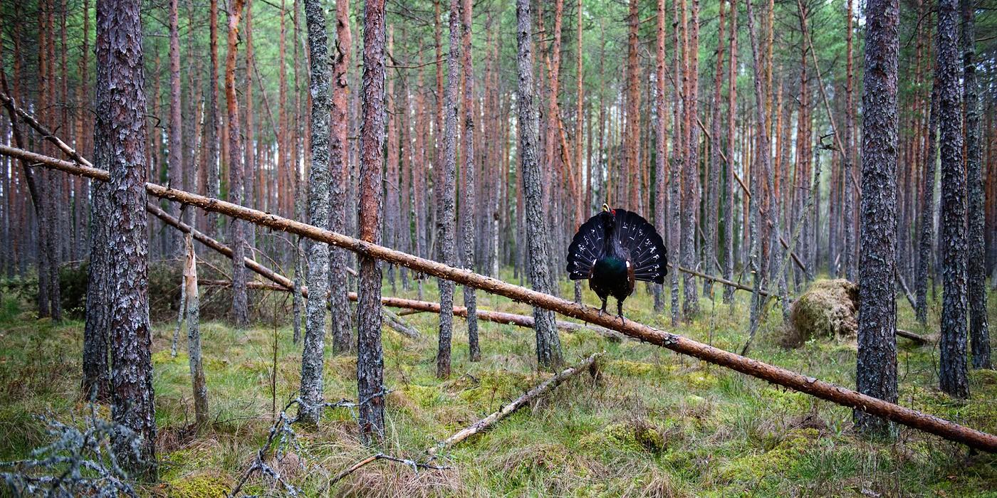 Männikus istub risti langenud puu peal metsise isaslind