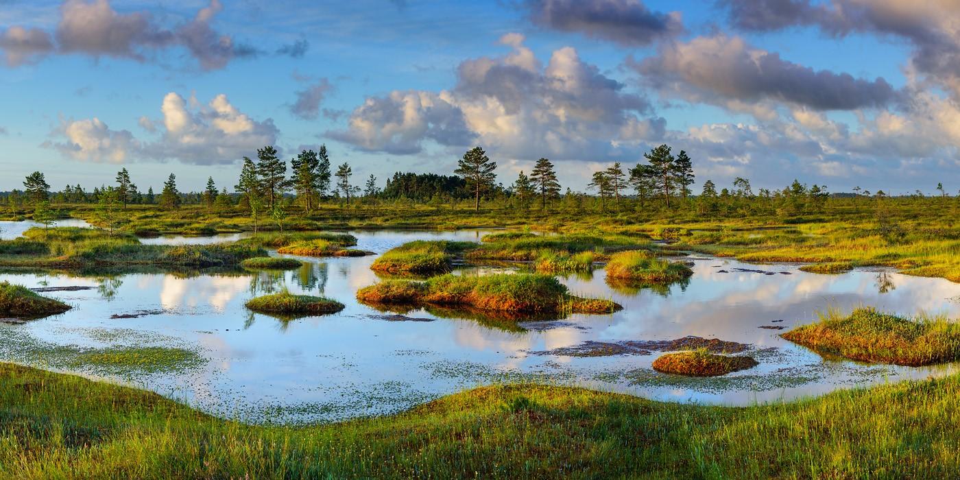 Nigula Nature Reserve. Sven Začek