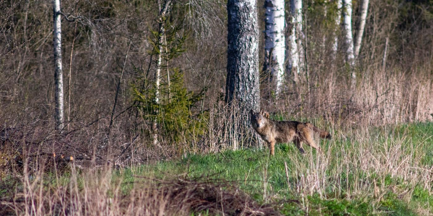 kevad. metsaserval seisab hall hunt ja vaatab inimese poole